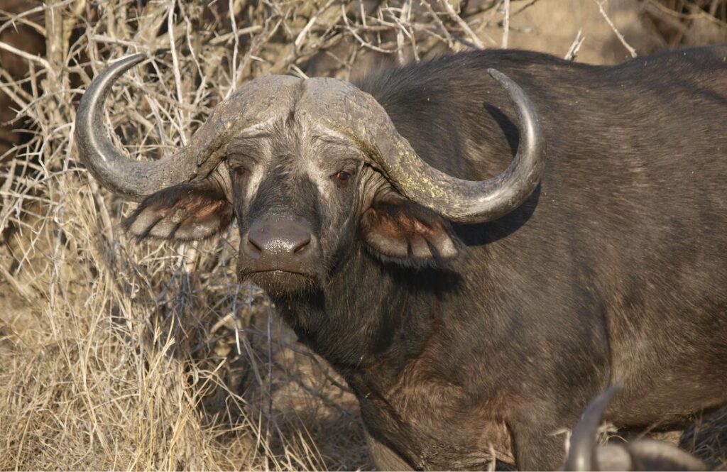 Close-up of an African buffalo in dry bush