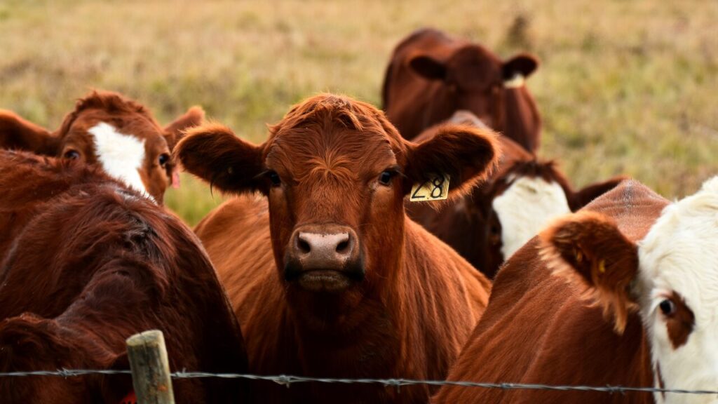 Close-up of brown cattle standing behind a fence