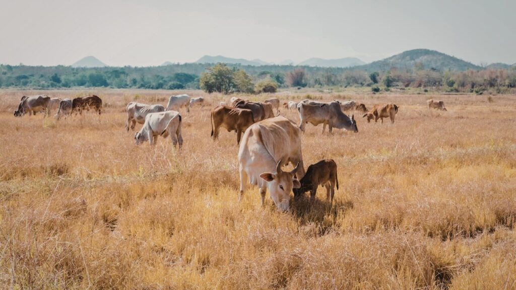 Cattle grazing in an open dry field