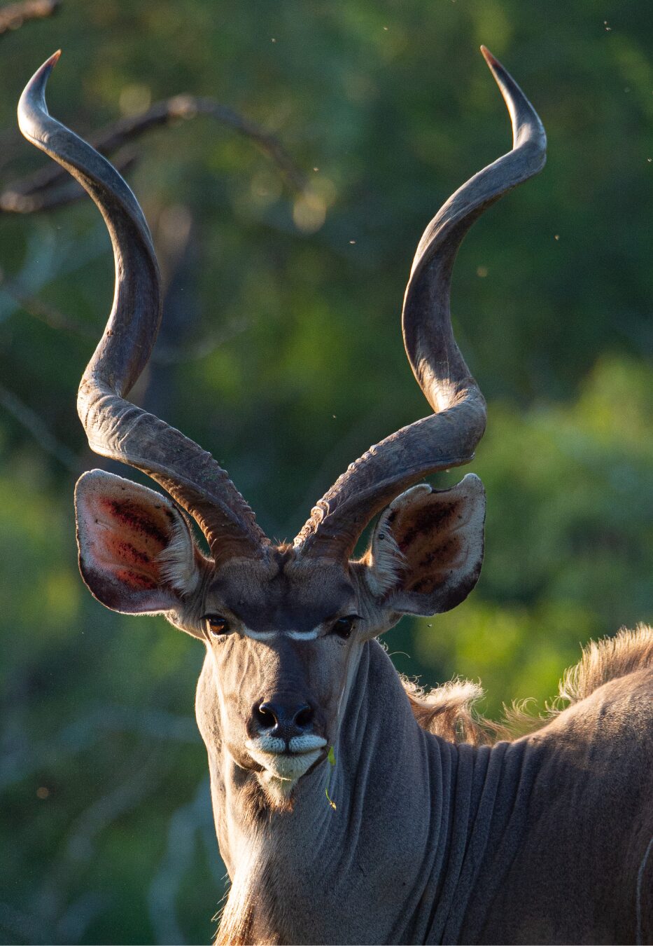 Close-up portrait of a kudu bull