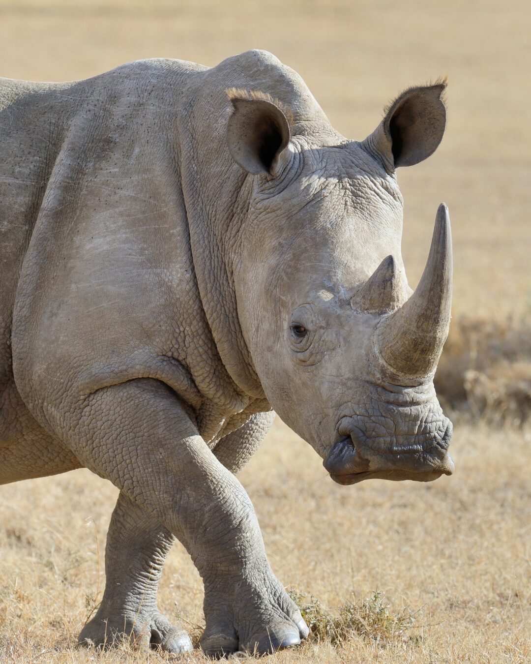 Close-up of a rhinoceros in dry grassland