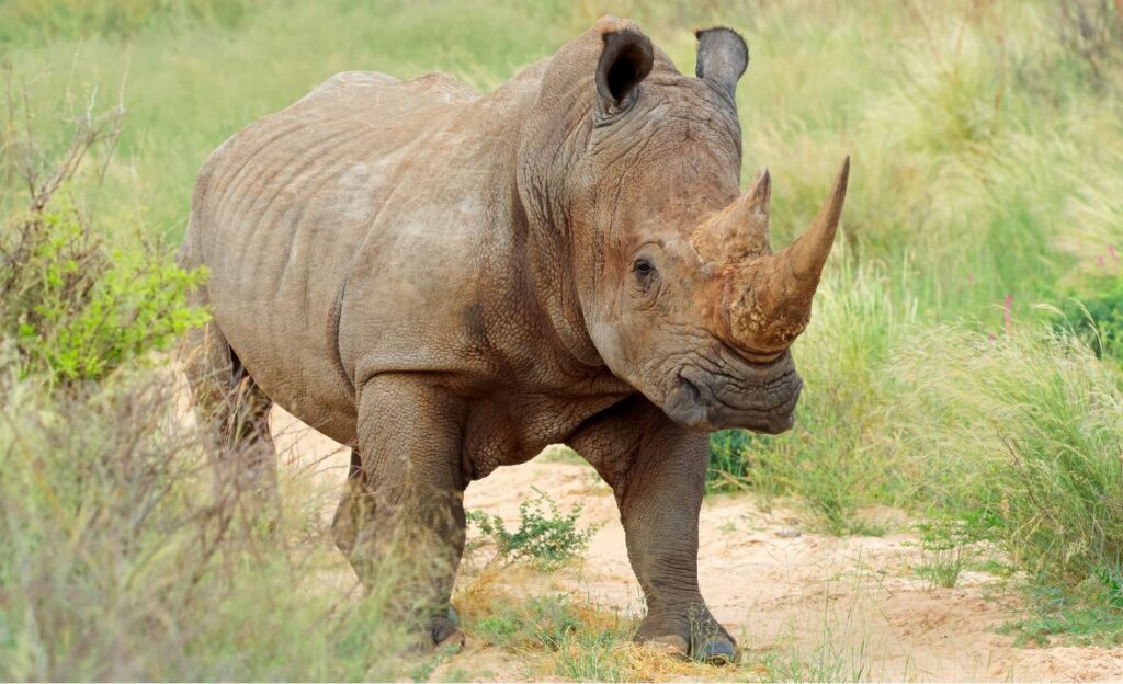 White rhinoceros walking through natural habitat